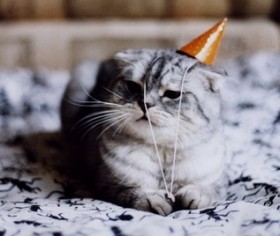 kitten-w-birthday-hat